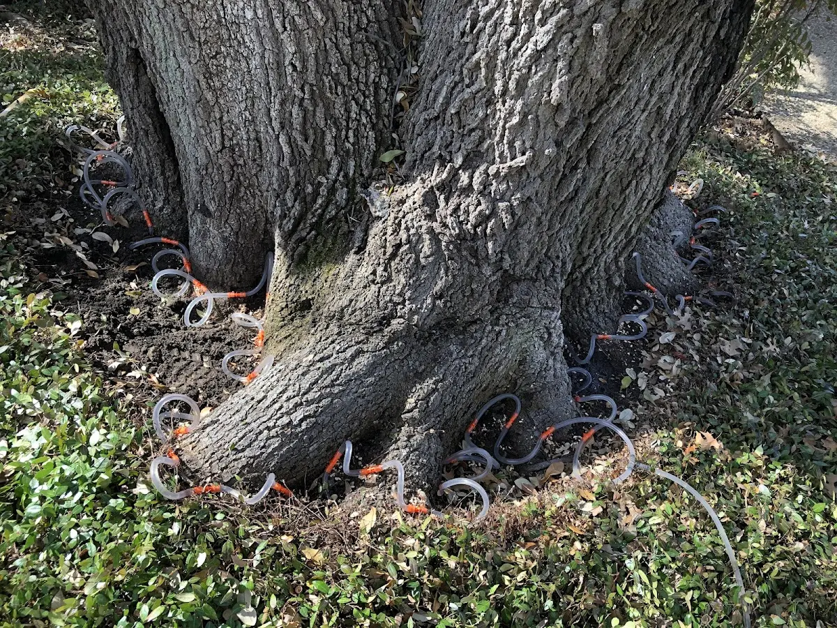 Detailed Tree Cabling and Bracing job site in Sloughhouse