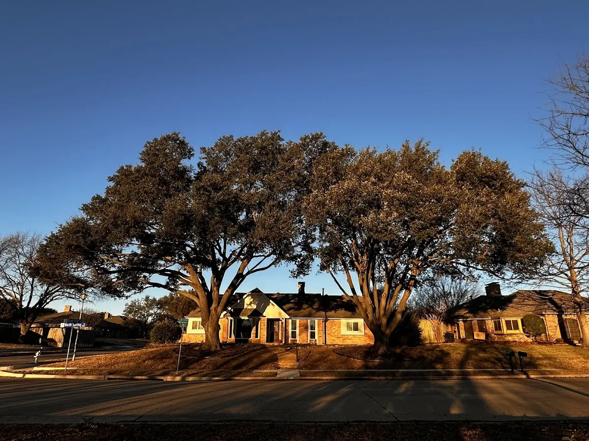 Established residential canopy tree shading a home in Sloughhouse